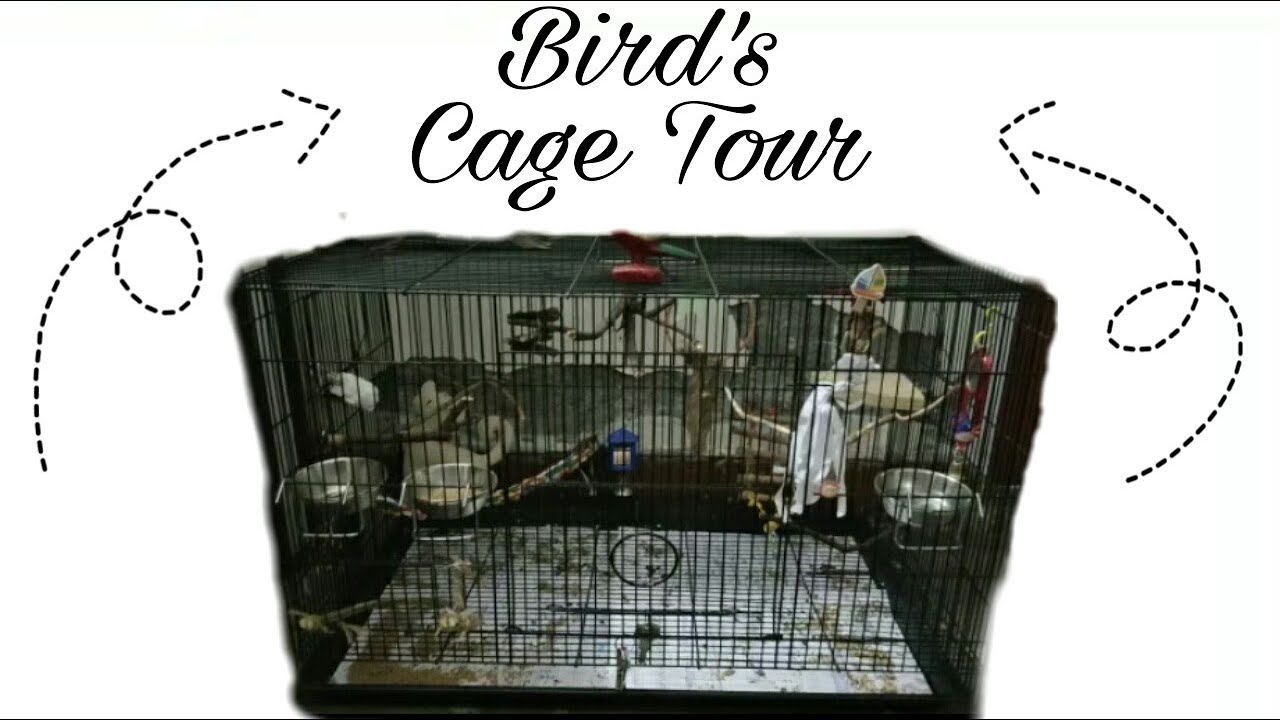 My Bird's cage tour