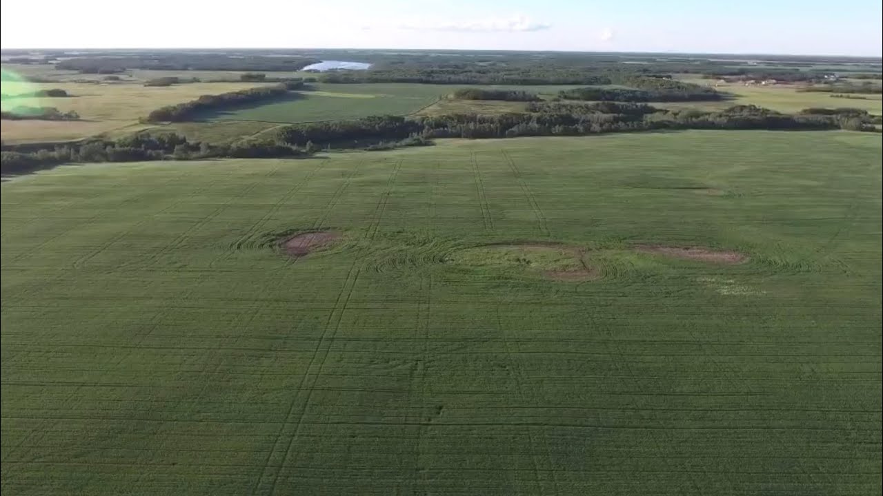 Dads Wheat on Effas/Detama&rsquo;s, July 1st 2020 DJI Phantom 4
