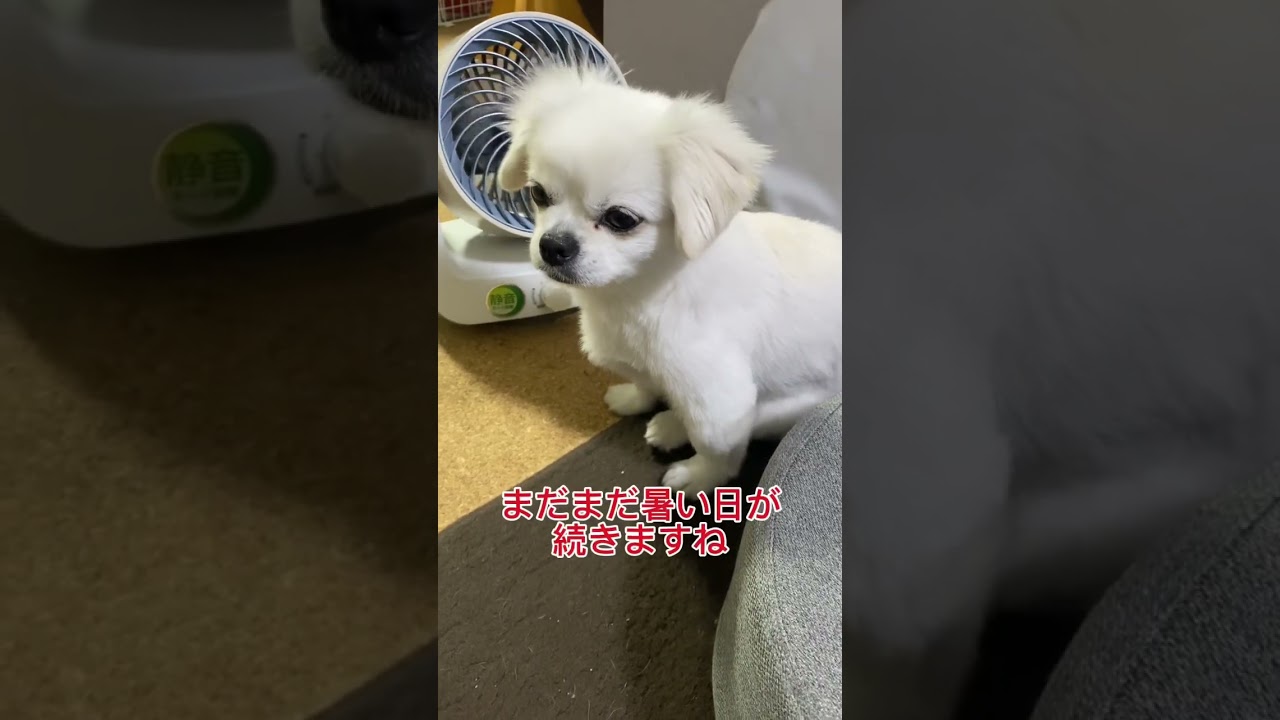 暑くて飼い主が怠けています　#ペキチワ  #チワペキ  #ペキチー