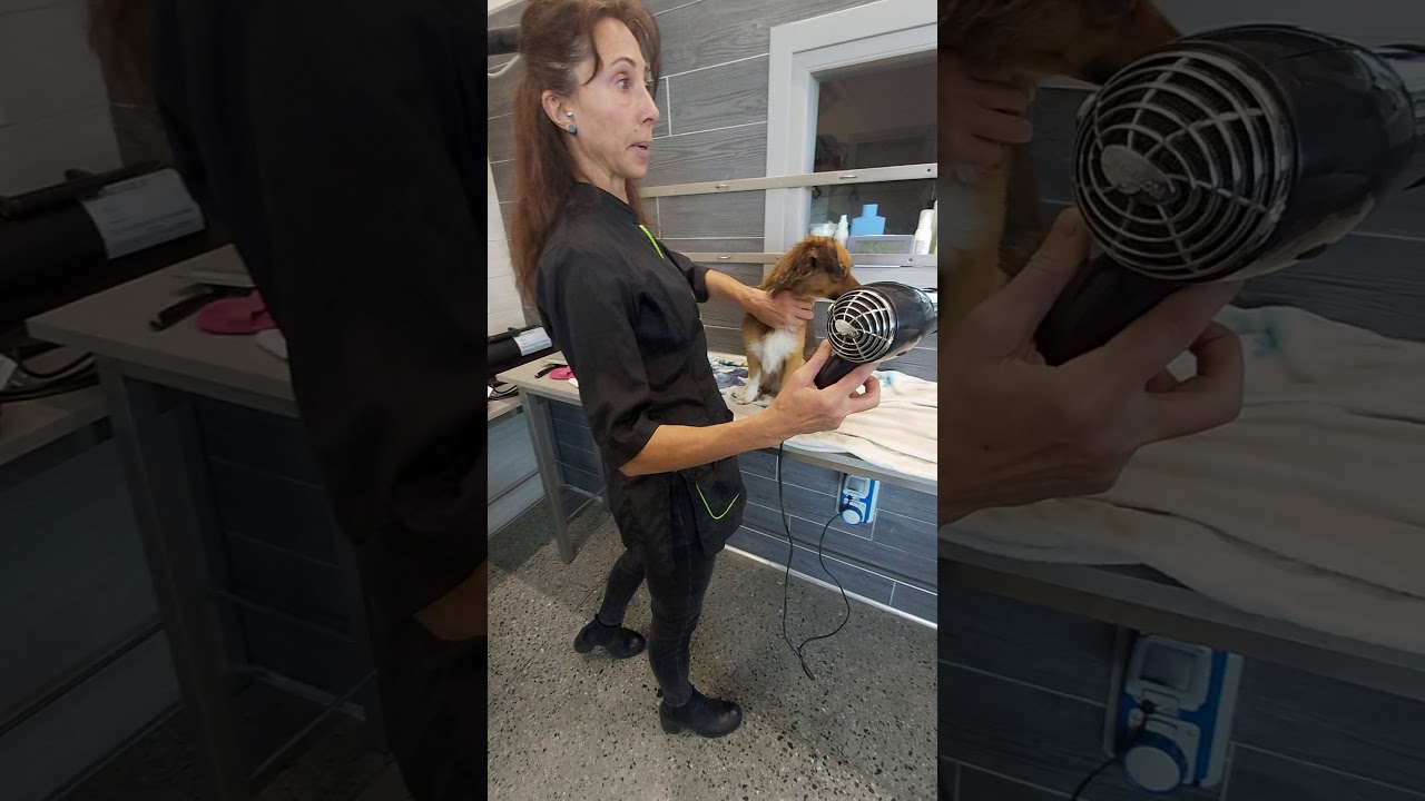 Preparazione dell'ambiente e degli strumenti per poter asciugare il cane dopo il bagno