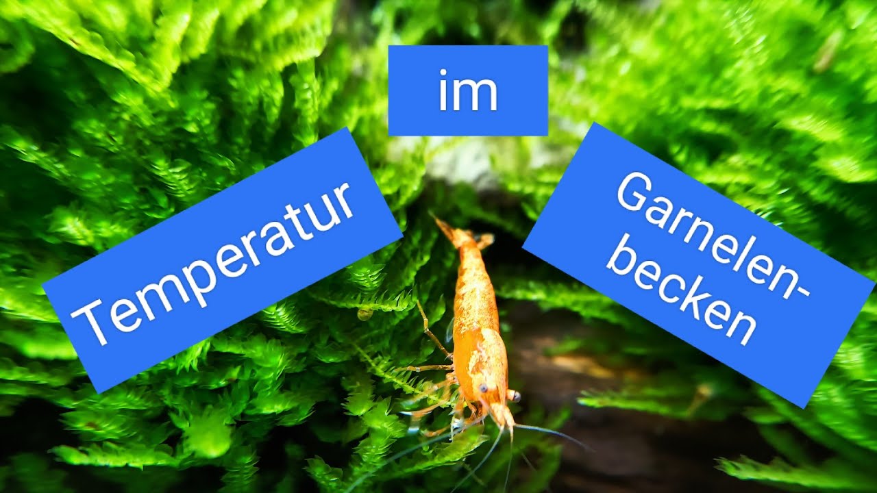 Temperatur im Garnelenaquarium