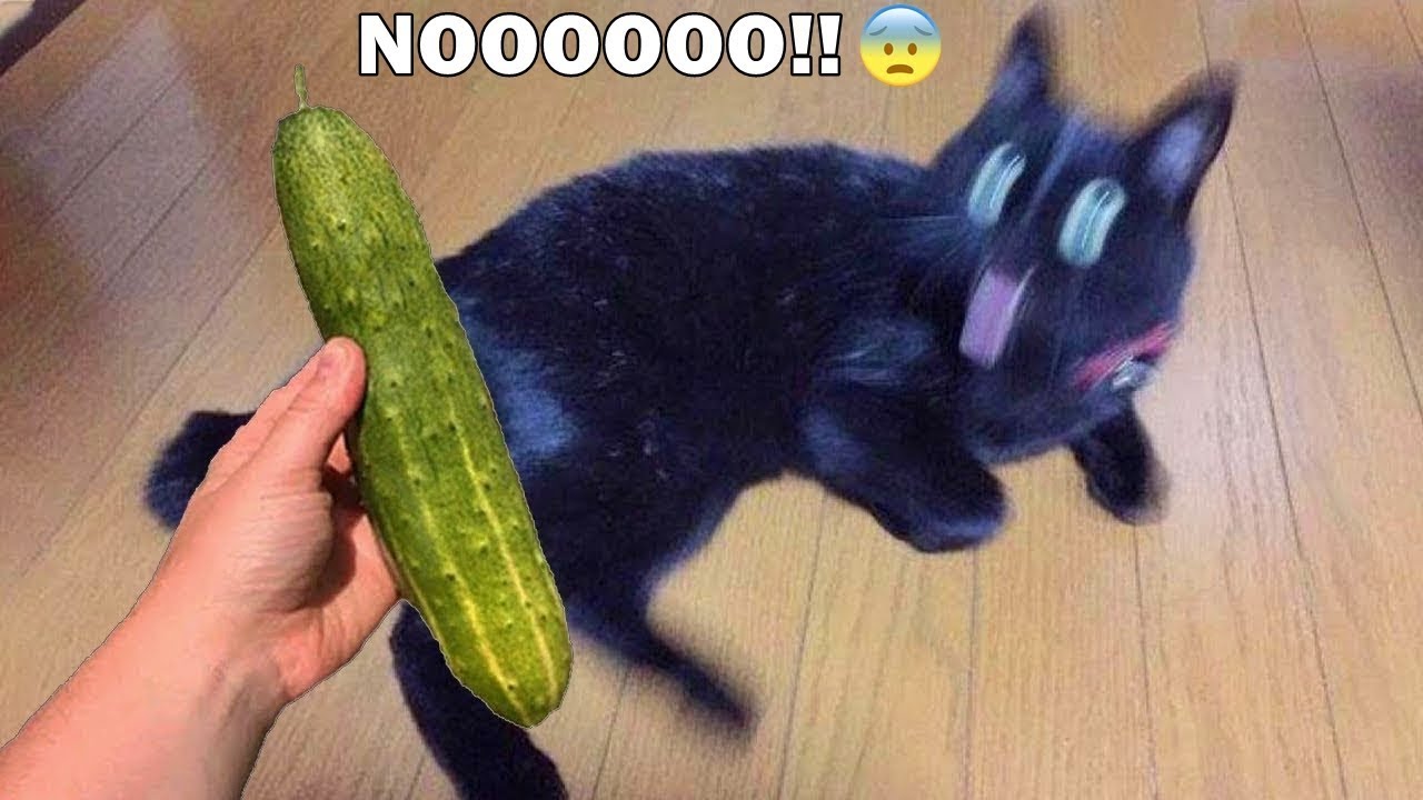 Лучшие смешные кошки и собачки 🐱🐶 Кошка и огурец