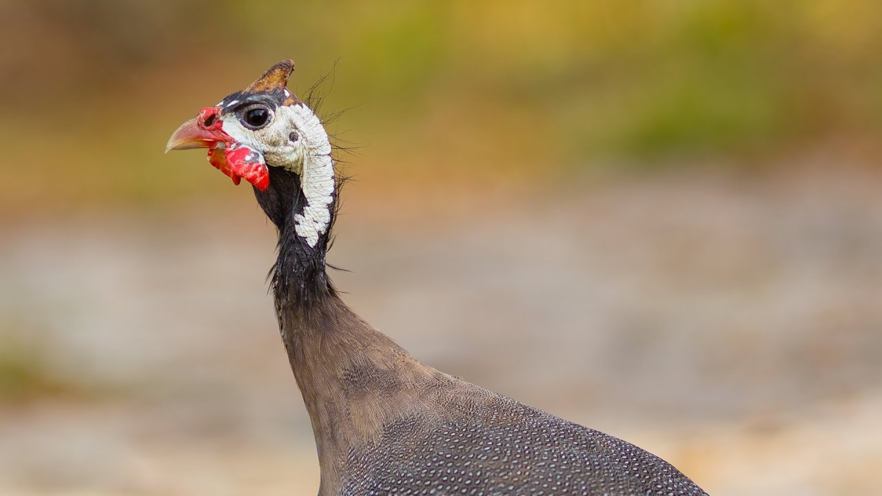5 Years of My Life Raising Guinea Fowl With Chickens
