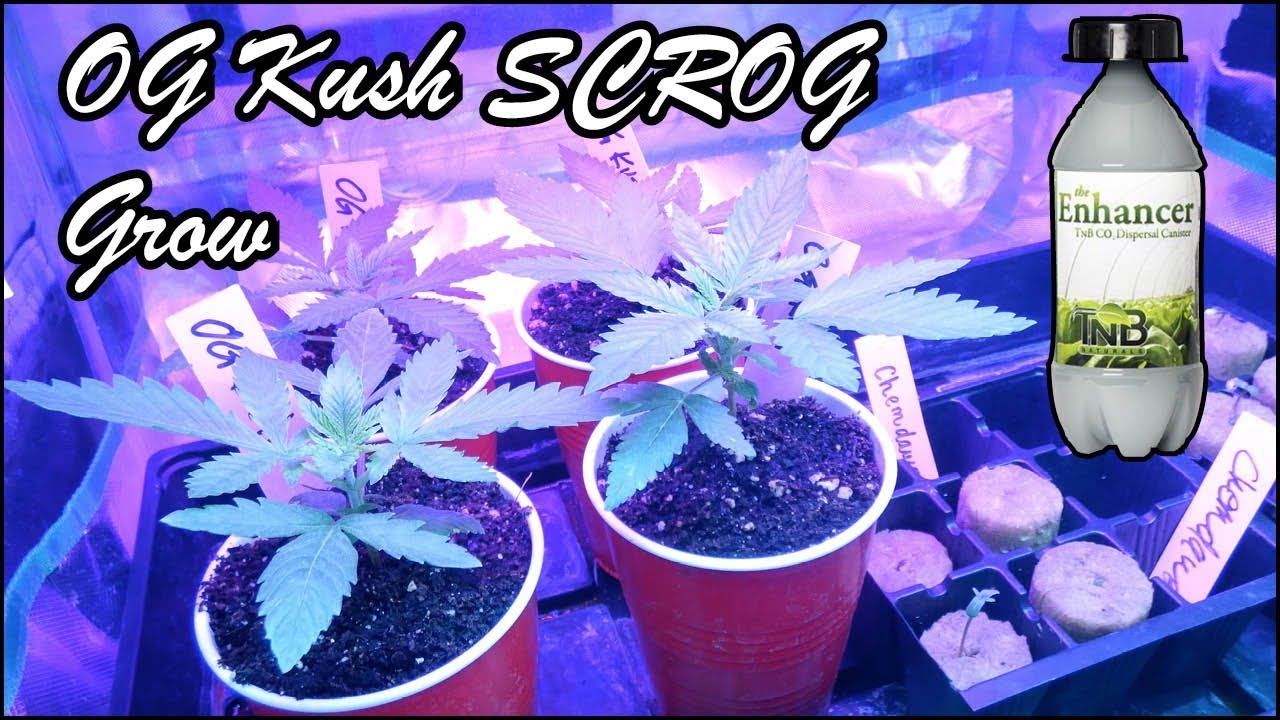 Introducing the OG Kush Screen of Green Grow Series: Germination to Day 1 of Vegetation