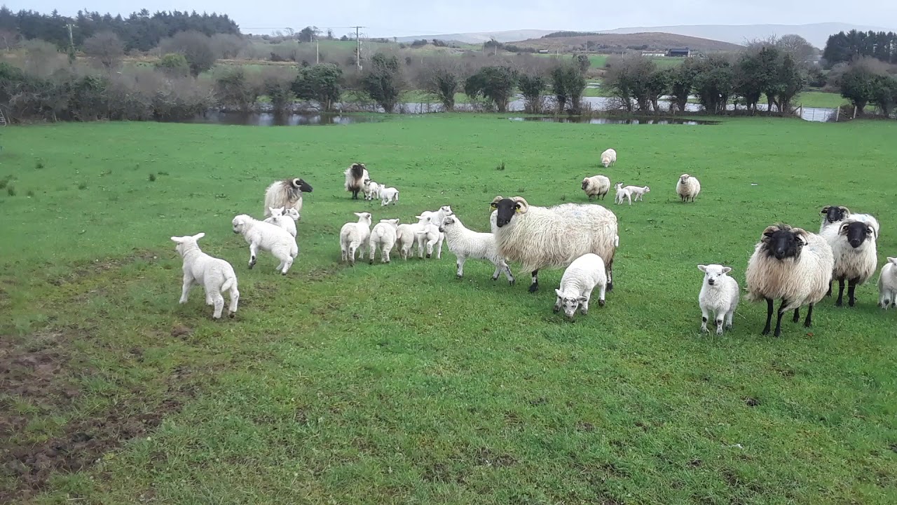 Hopping Sheep