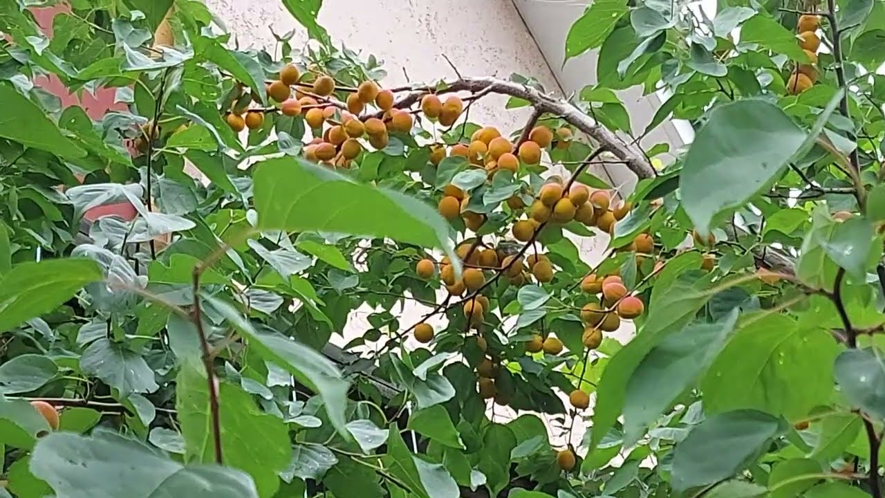 23 июля 2025 г. Плоды абрикоса Хабаровский. Дальневосточный гость на Южном Урале.