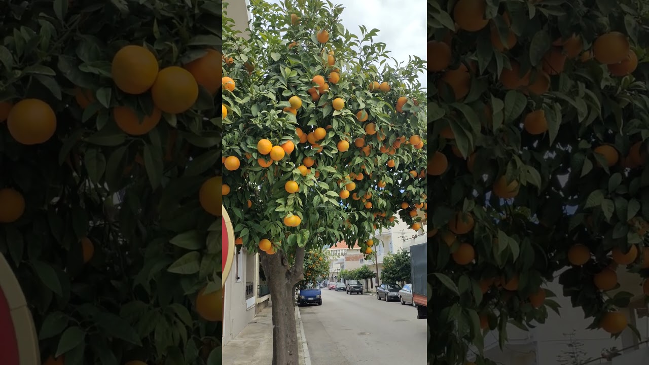 fresh orange 