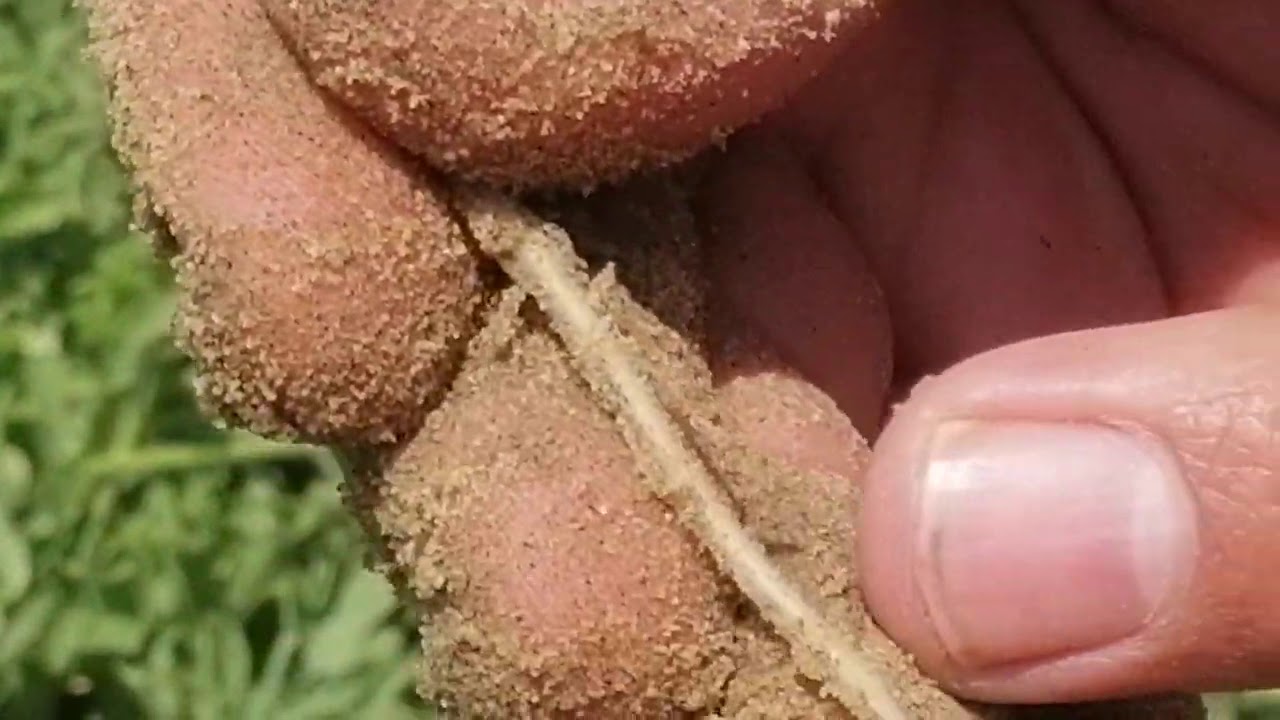 كيفية تشخيص امراض البطيخ . الجزء الثاني#م_رضا_توفيــق_ابوحمزه