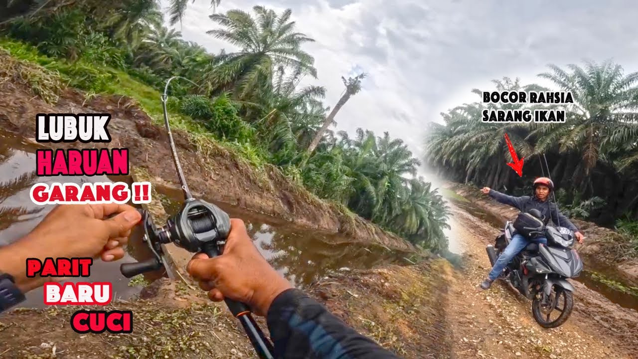 Casting Haruan Parit Baru Cuci  | Ikan Tunggu Tepi Tebing, Umpan Jatuh Terus Kena Sambor