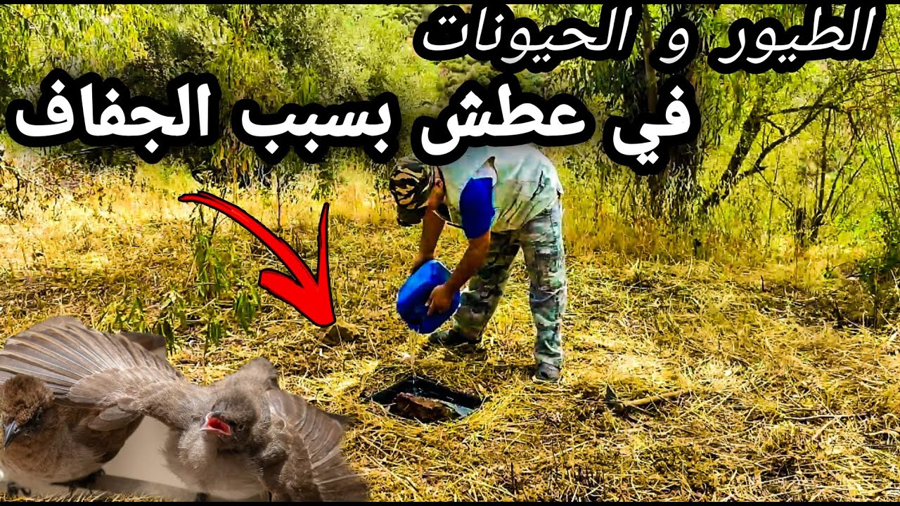 اسهل طريقة  سقي الماء في حر الصيف للحيوانات والطيور