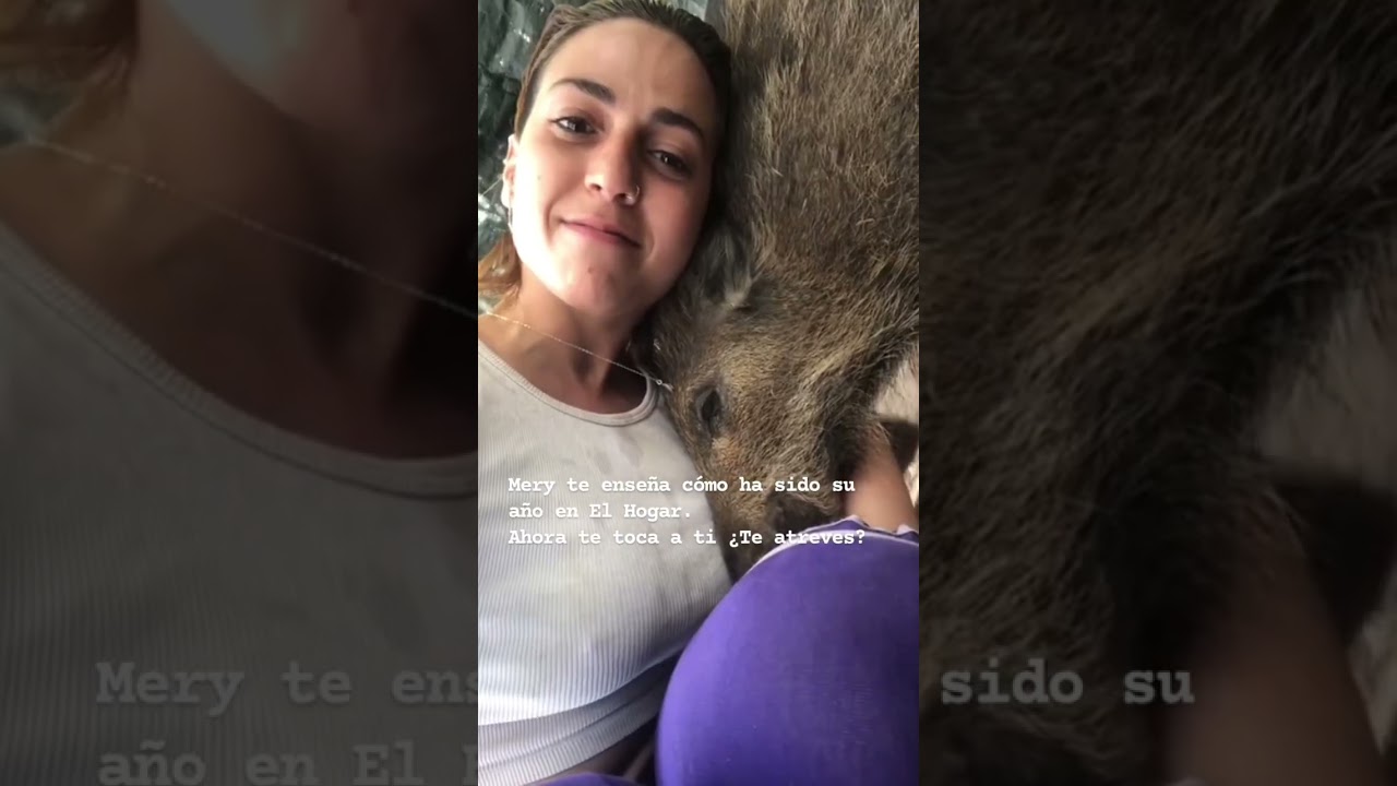 Descubre el santuario de animales en Espa&ntilde;a a trav&eacute;s del voluntariado