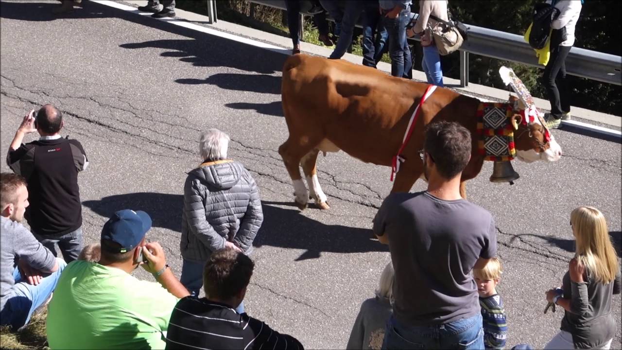 Rein in Taufers, Almabtrieb 16.10.2016