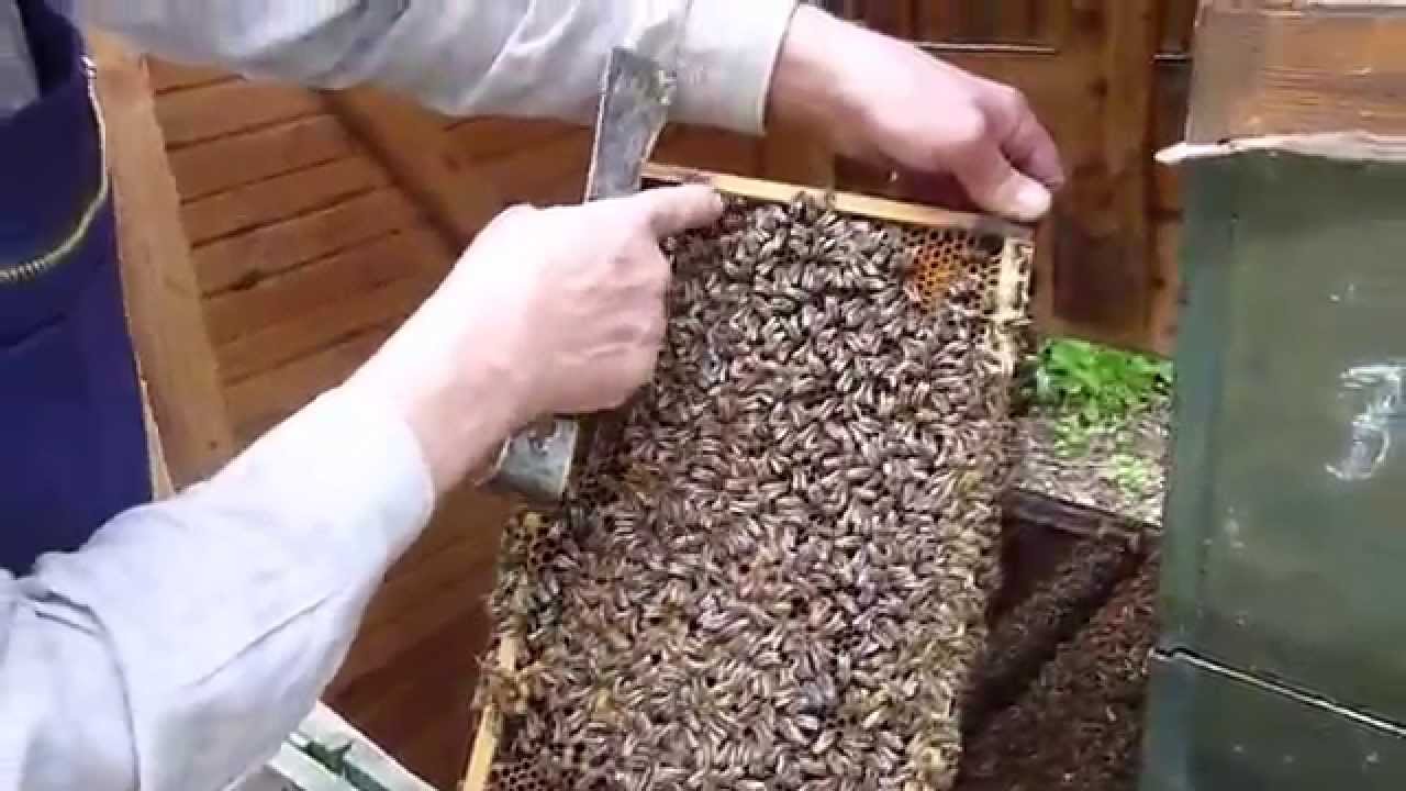 BD Schwarmkontrolle, Ableger, Varroa, Zander-Beute, 7.5.2015