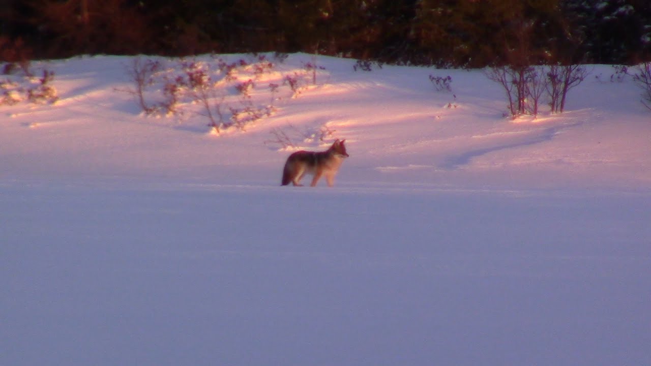 Eastern coyote hunting in Newfoundland Canada