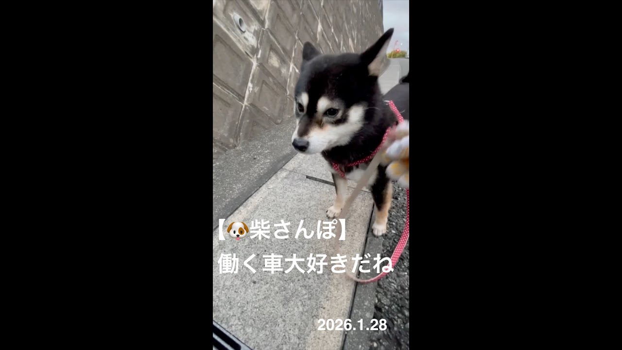 【働く車,大好きだねツバちゃん】🐶【柴さんぽ】（26.1.28）【しあわせを知った柴犬のお話し】