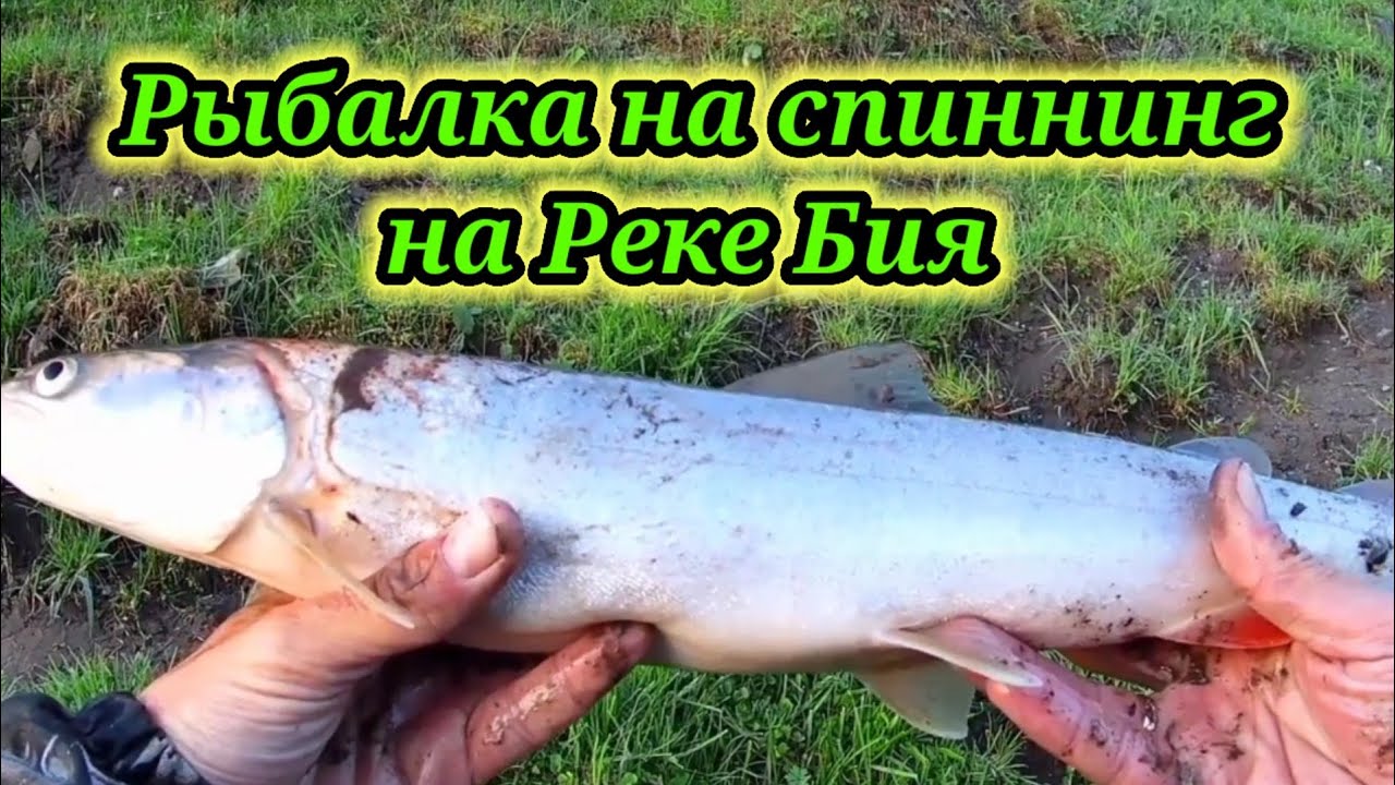 Рыбалка на спиннинг на Реке Бия 👆