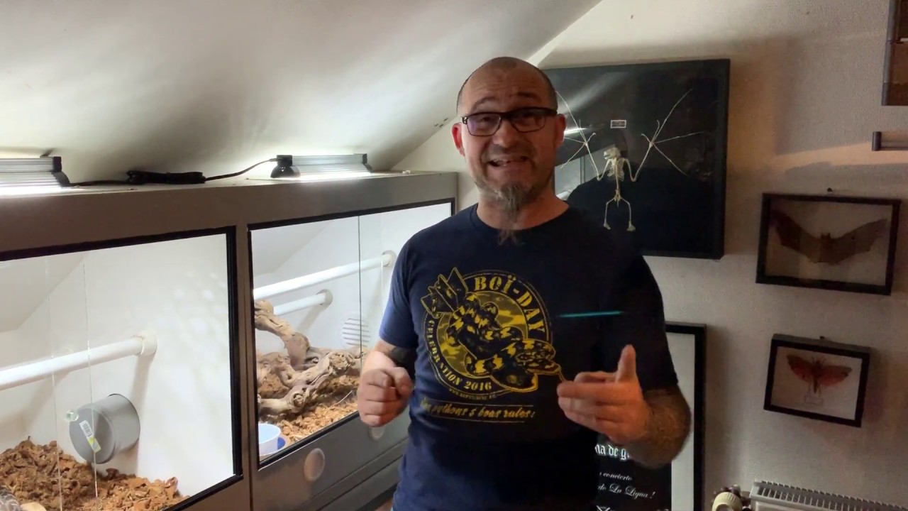 An extraordinary Australian python, Morelia carinata, a living legend