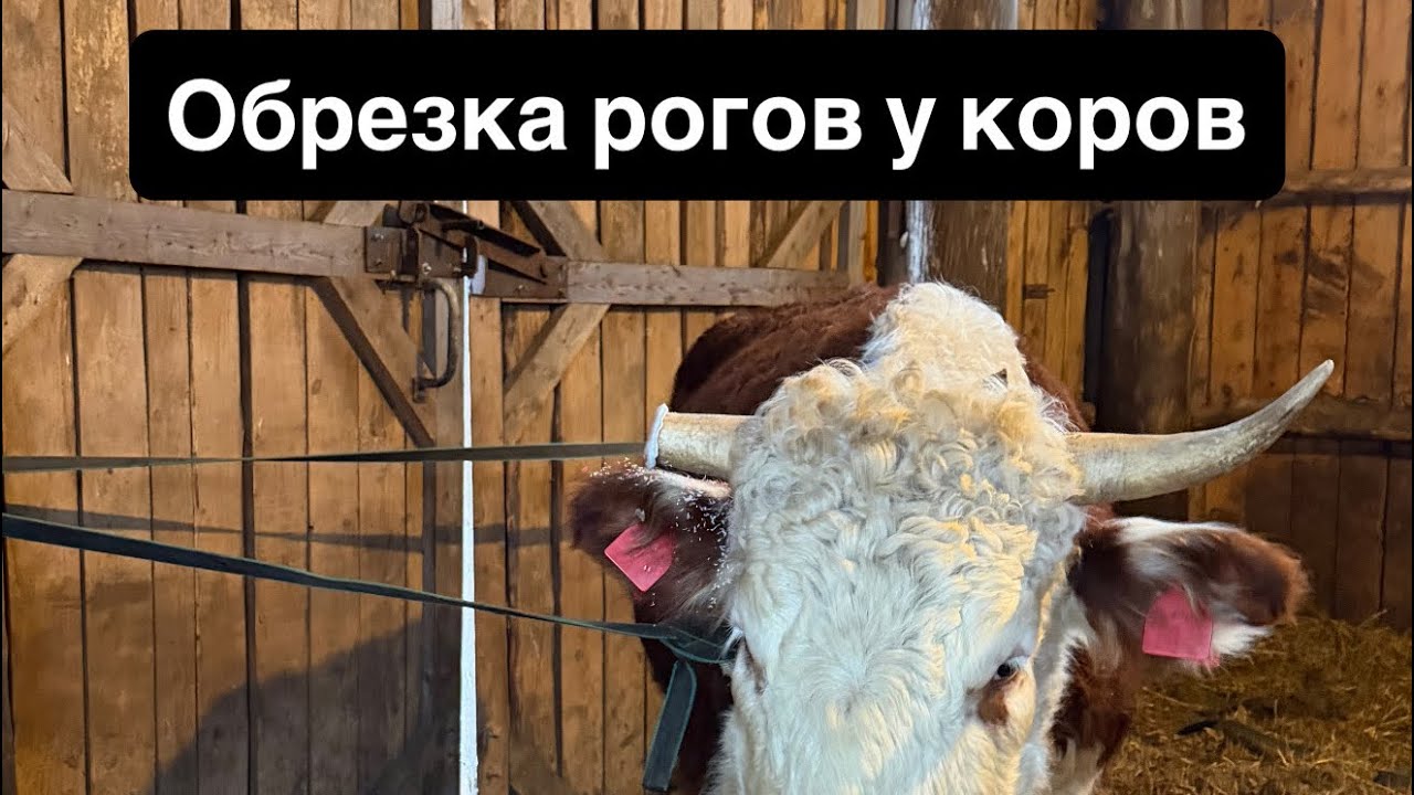 Про обрезку рогов у коров #герефорд #корова #рога #обрезка #помощь #работа #фермер #безопасность 
