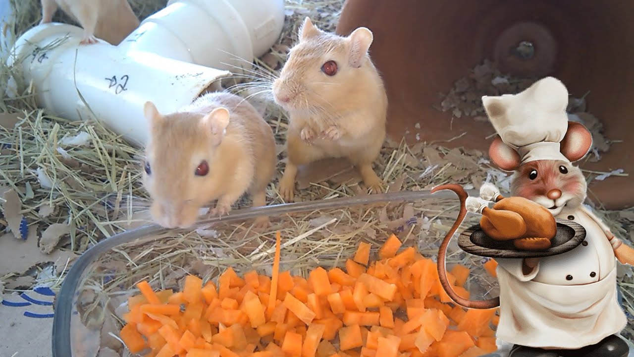 O QUE UM GERBIL / ESQUILO DA MONGÓLIA COME ?