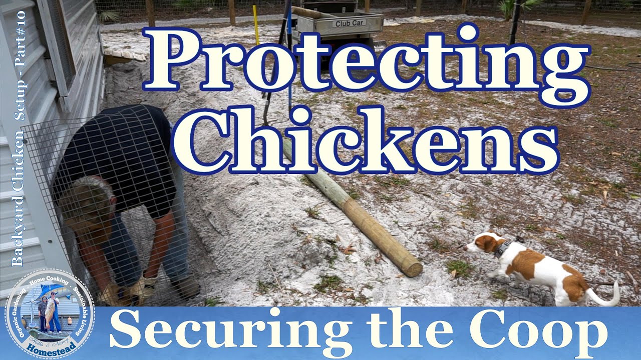 PROTECTING BACKYARD CHICKENS :  Securing the Coop
