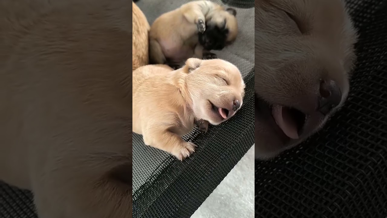 Golden Retriever Puppies That&rsquo;ll Heal Your Soul