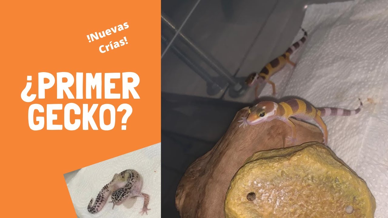 Crías Gecko Leopardo / ¿Que hacer con tu primer gecko?
