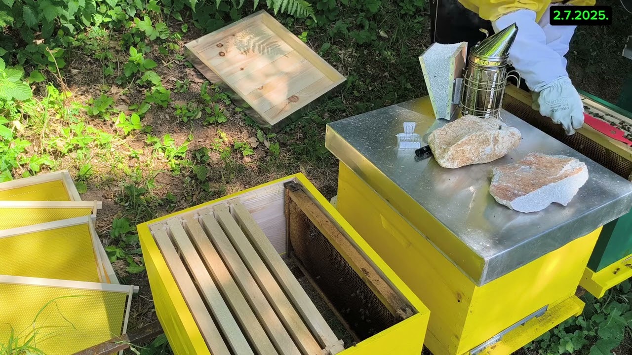 Kupili smo maticu – a onda otkrili da u košnici već ima matica! 🐝 Evo šta smo uradili…