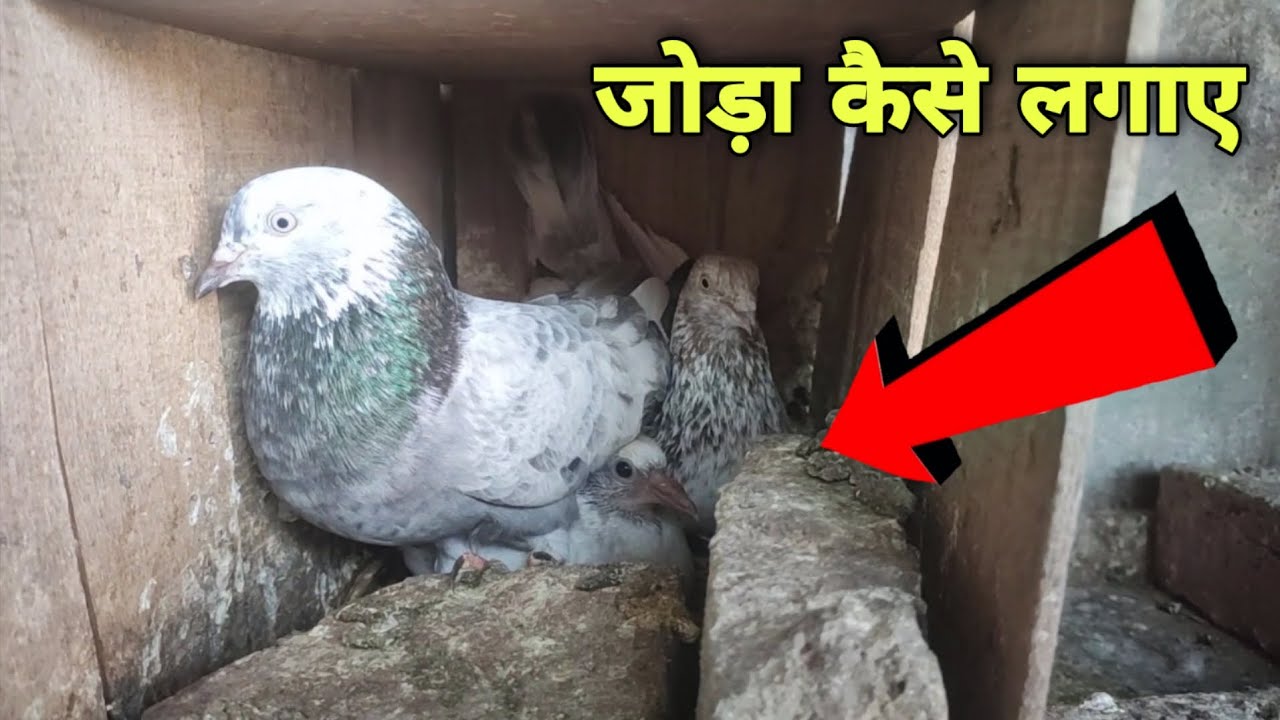 कबूतर का जोड़ा लगाने का तरीका | Kabootar Ka Joda Kaise Lgae❤️🕊
