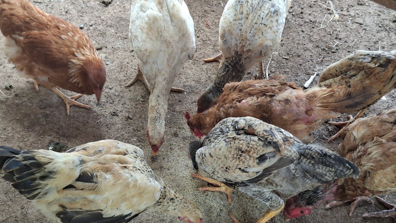 📢💥🦢🐔limpeza no galinheiro #galinhas #roça #fazenda #vidanaroça 