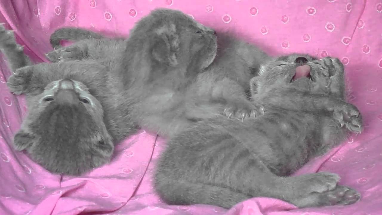 Chaton bleu russe