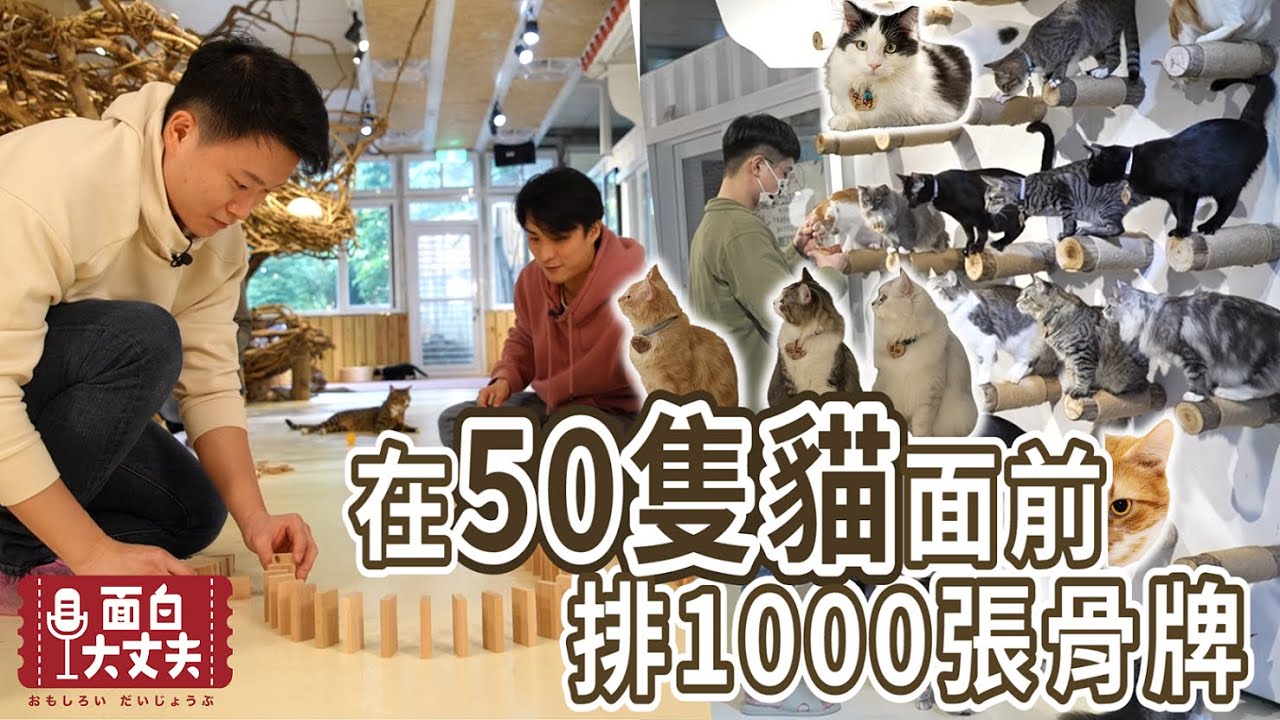 【神回】不可能完成的企劃！在50隻貓面前排1000片骨牌