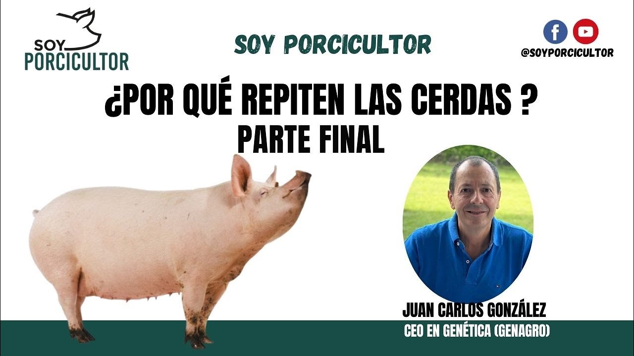 ¿Por qué repiten celo las Cerdas? Parte Final