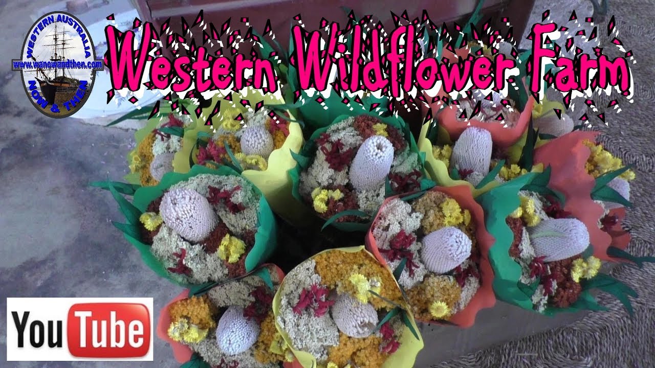 Western Wildflower Farm - Coomberdale - Western Australia
