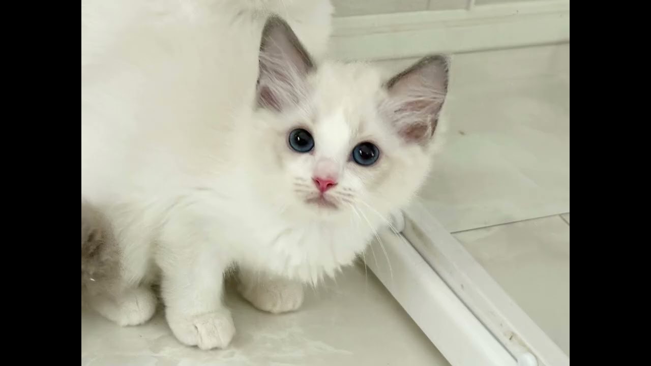 ルイ君の生まれた日から卒業まで💖