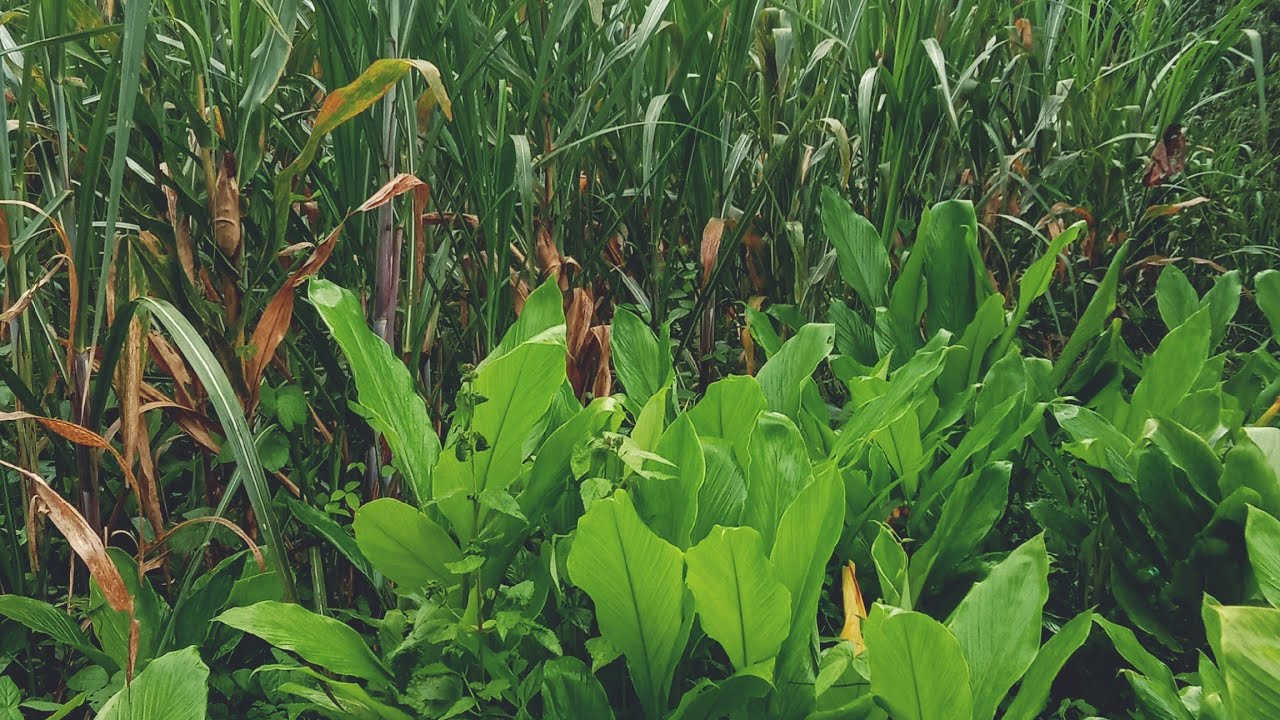 Daun tebu jadi pakan hijauan kambing atau domba