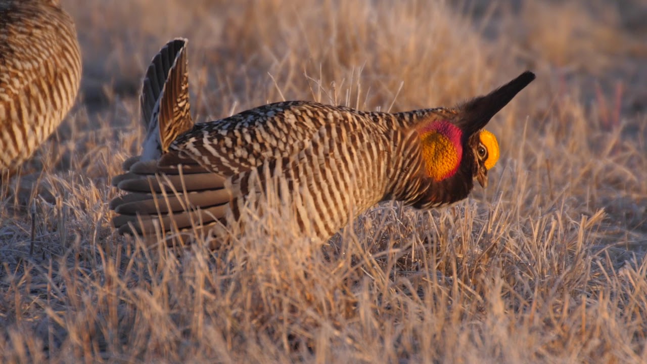 Greater Prairie Chicken Lek Minnesota Tympanuchus WMA April 2019