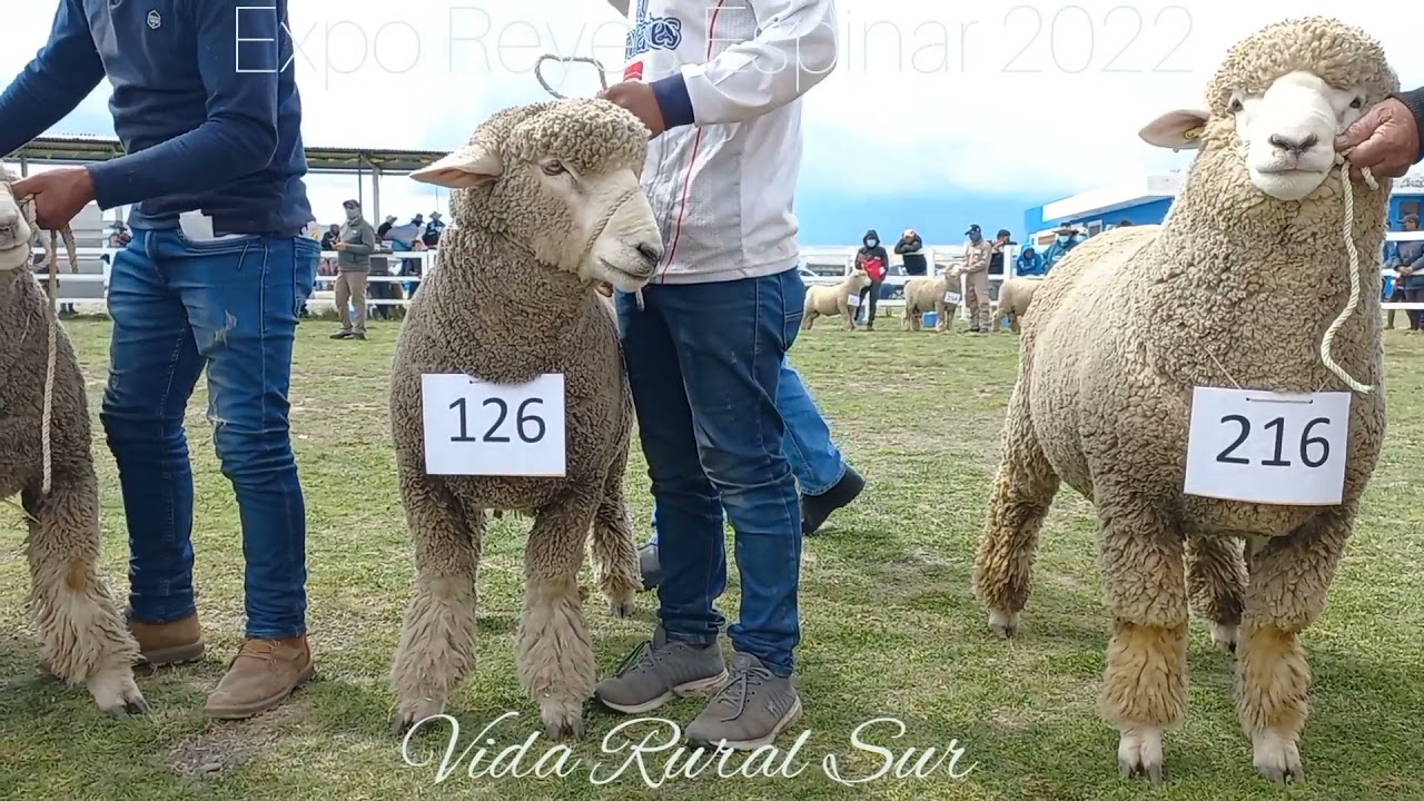 CORRIEDALE. CORDEROS PDP. PRIMERA PARTE 