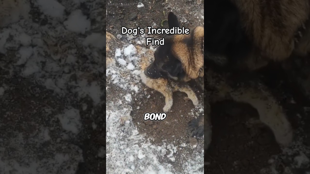 Dog Leads Owner to Missing Cat&rsquo;s Heartbreaking Discovery | Pet Animals