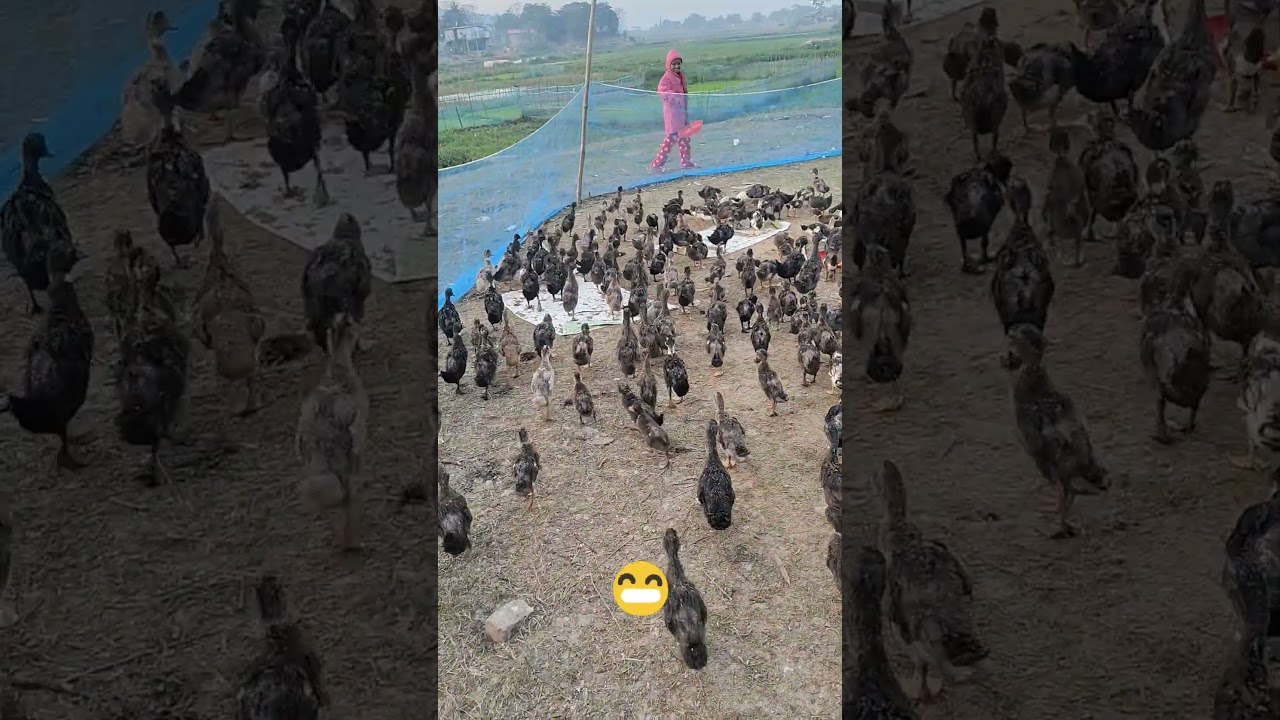 Ducklings Feeding Time 🦆✨ | Satisfying Duck Farm Video 