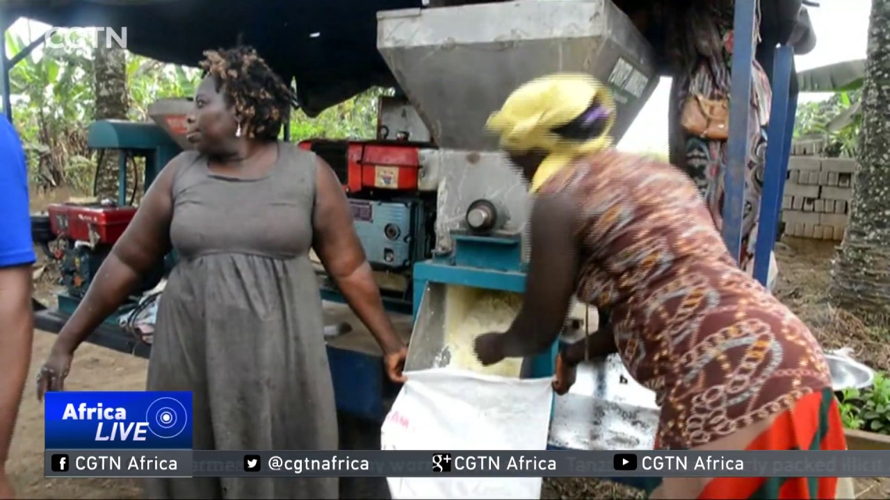 Cassava proving to be lucrative with small-scale farmers in Cameroon