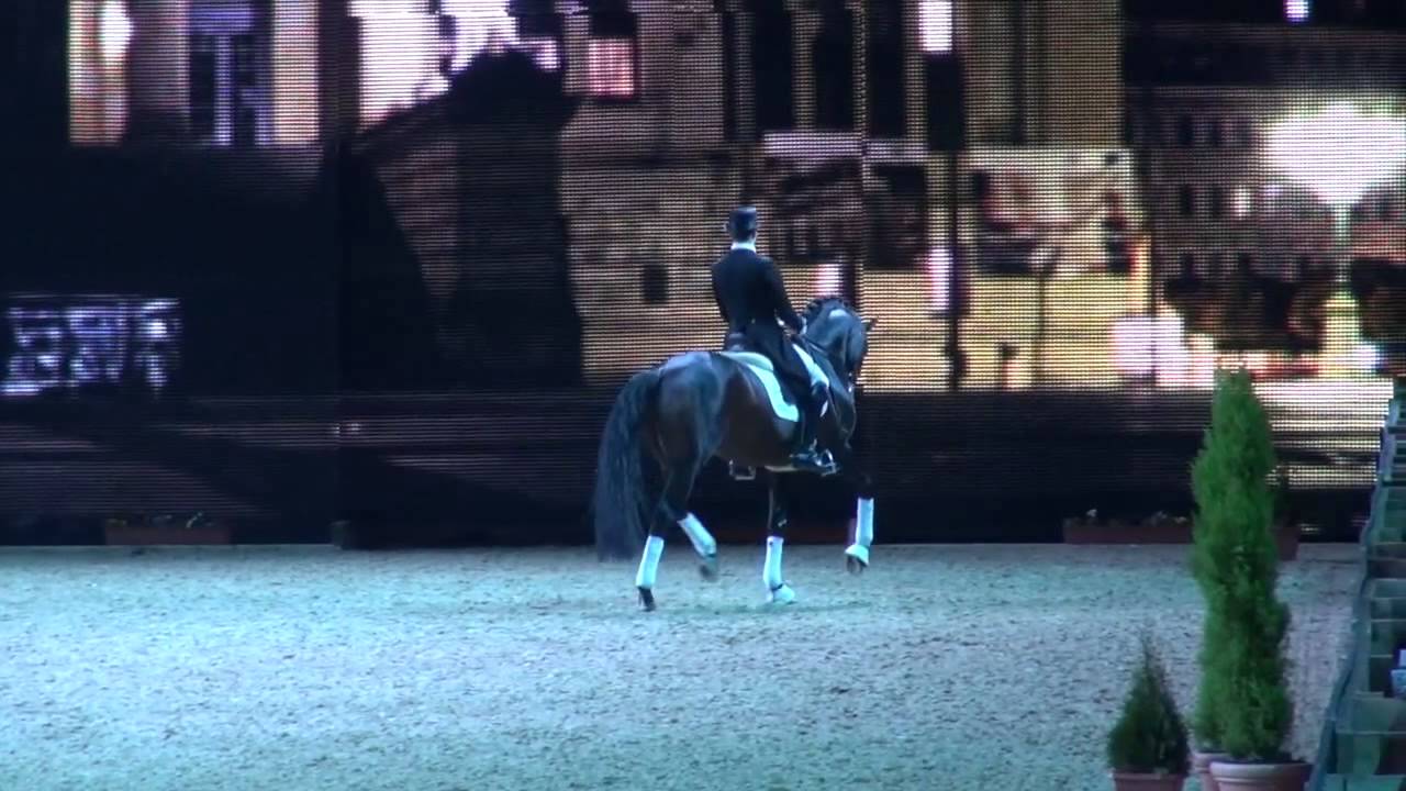 Hengste Meyer-Equitana 2013