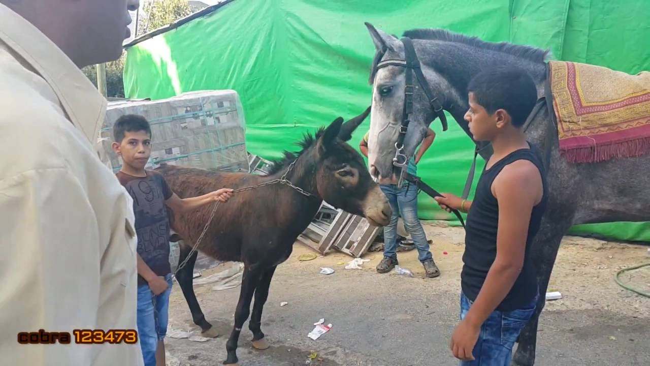 الانتهاء من علاج الحمار وتم تبنيه من شخص قبل نشر الفيديو مع جمال العمواسي