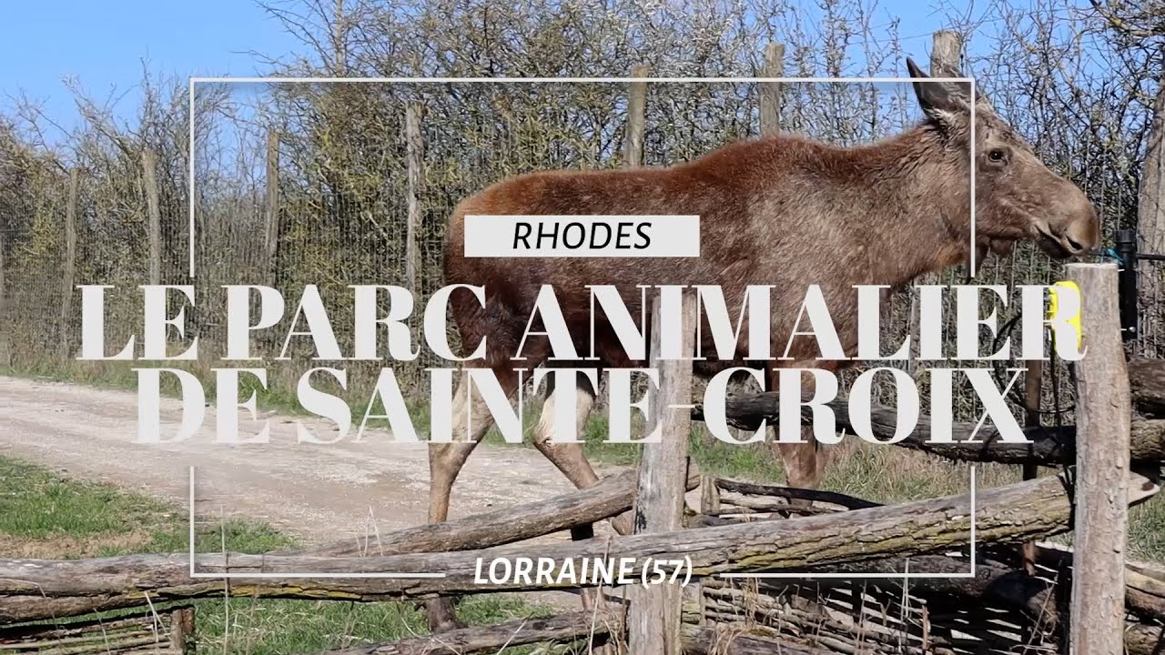 Le parc animalier de Sainte-Croix - Ici en Région