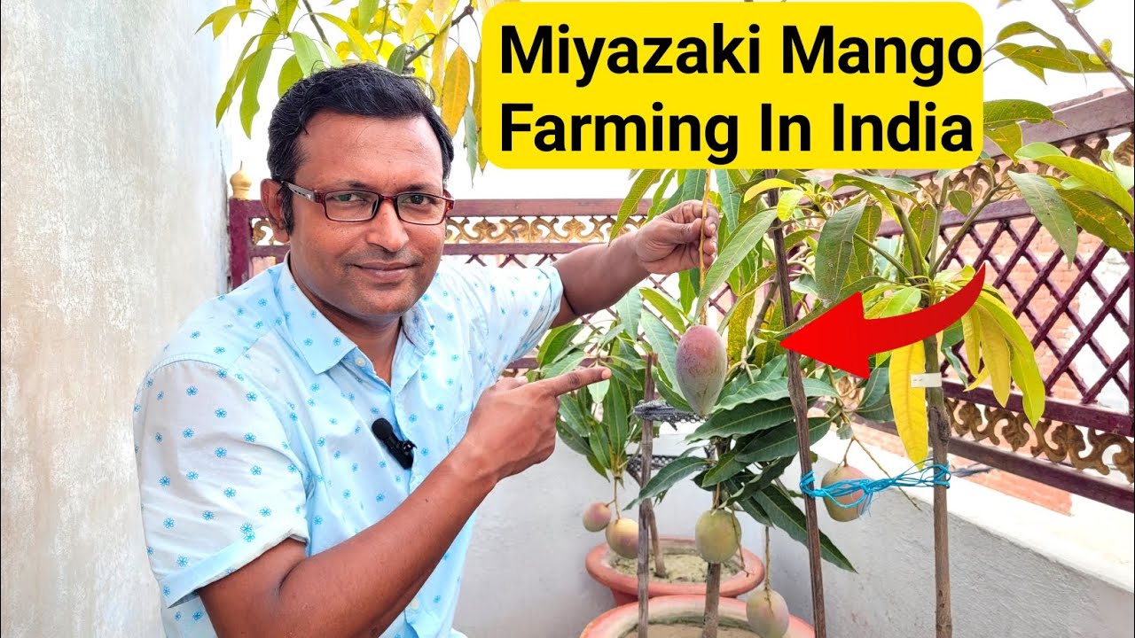 Miyazaki Mango Farming In India | Miyazaki Mango Farming In Uttar Pradesh | costly mango Farming