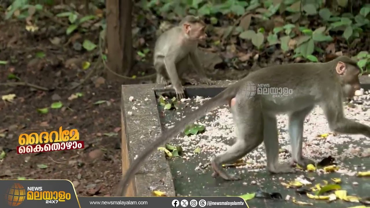 പ്രകൃതിയുടെ ശാന്തതയിൽ വള്ളിക്കാട്ട് കാവ് ക്ഷേത്രം | KOZHIKODE | DHAIVAME KAITHOZHAM