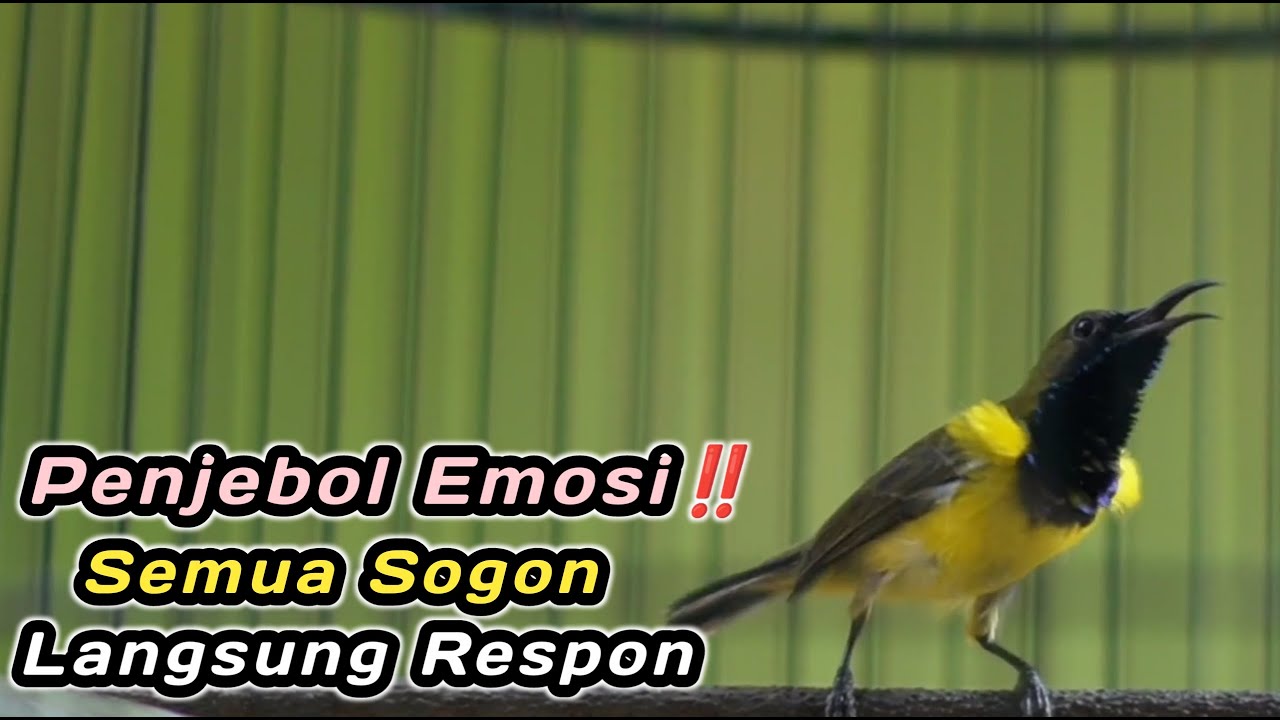 PANCINGAN PENGGACOR SEMUA SOGON‼️IJOAN JANTAN TROTOL METALIK PASTI RESPON BUNYI CEPAT IKUTAN NEMBAK