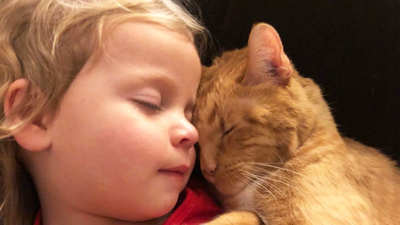 The Senior Cat Is Most Attached to These Little Girls