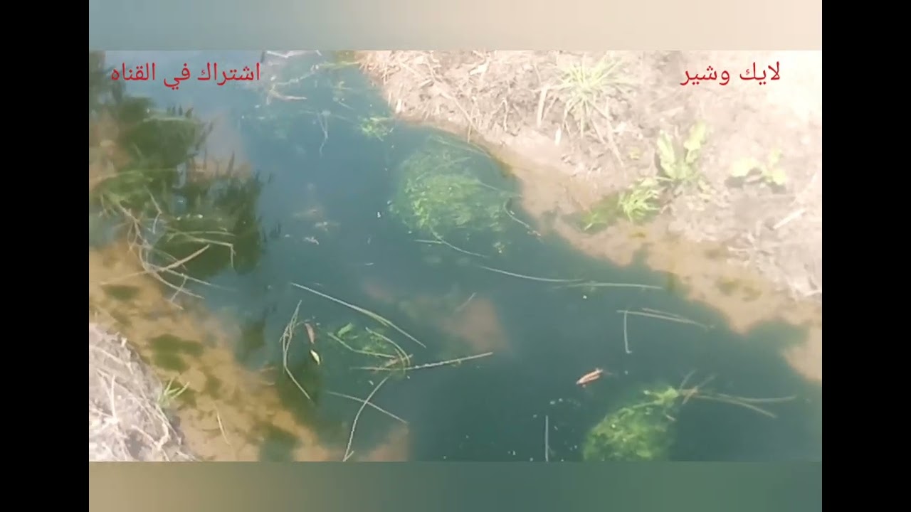 أقوى فيديو لجمع الريمه وتجهيزها للصيد مع أقوى صياد ريمه شوف المفاجأة 🌹🌹🌹🌹🌹🌹🌹🌹🌹🌹🌹🌹