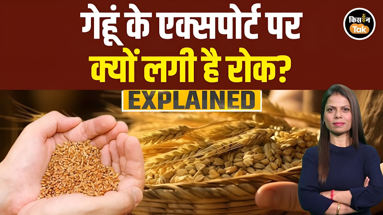 Wheat Export Ban अब तक पूरी तरह क्यों नहीं हटा? जानें किसानों को कितना हुआ नुकसान | Explained