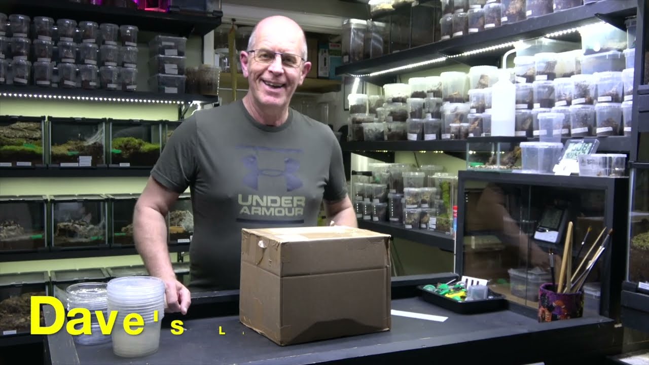 Sicarius Thomisoides, Sand Spider unboxing